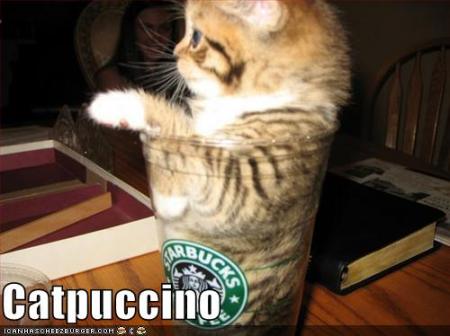 funny-pictures-coffee-cats-copy-3.jpeg?w
